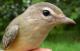 Thumbnail - MG2-2510-81327-Vireo_gilvus_AOU_7_52-3651.jpg