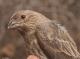 Thumbnail - MG2-2541-76048-Carpodacus_mexicanus_AOU_7_52-3237.jpg