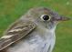 Thumbnail - MG2-2550-83765-Empidonax_minimus_AOU_7_52-3556.jpg