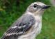 Thumbnail - MG2-2560-24831-Setophaga_coronata_AOU_7_52-2549.jpg