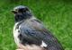 Thumbnail - MG2-2560-24838-Setophaga_caerulescens_AOU_7_52-2272.jpg