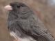 Thumbnail - MG2-2560-25252-Junco_hyemalis_AOU_7_52-1911.jpg