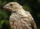 Thumbnail - MG2-2571-23044-Carpodacus_mexicanus_AOU_7_52-3249.jpg