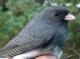 Thumbnail - MG2-2600-15176-Junco_hyemalis_AOU_7_52-1906.jpg