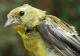 Thumbnail - MG2-2600-15898-Spinus_tristis_AOU_7_52-3150.jpg