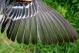 Thumbnail - MG2-2600-16003-Setophaga_coronata_AOU_7_52-2535.jpg