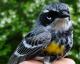 Thumbnail - MG2-2600-16003-Setophaga_coronata_AOU_7_52-2537.jpg