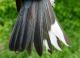 Thumbnail - MG2-2600-16004-Setophaga_caerulescens_AOU_7_52-2255.jpg