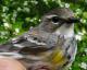 Thumbnail - MG2-2600-16007-Setophaga_coronata_AOU_7_52-2528.jpg