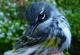 Thumbnail - MG2-2600-16010-Setophaga_coronata_AOU_7_52-2546.jpg