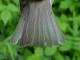 Thumbnail - MG2-2600-16020-Vireo_gilvus_AOU_7_52-3659.jpg