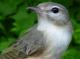 Thumbnail - MG2-2600-16020-Vireo_gilvus_AOU_7_52-3660.jpg