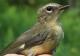 Thumbnail - MG2-2600-16116-Setophaga_caerulescens_AOU_7_52-2278.jpg