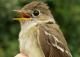 Thumbnail - MG2-2600-16214-Empidonax_minimus_AOU_7_52-3559.jpg