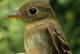 Thumbnail - MG2-2600-16235-Empidonax_flaviventris_AOU_7_52-3535.jpg