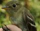 Thumbnail - MG2-2600-16264-Empidonax_flaviventris_AOU_7_52-3538.jpg