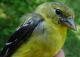 Thumbnail - MG2-2600-16445-Spinus_tristis_AOU_7_52-3147.jpg