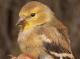 Thumbnail - MG2-2600-16465-Spinus_tristis_AOU_7_52-3144.jpg