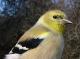 Thumbnail - MG2-2600-16498-Spinus_tristis_AOU_7_52-3153.jpg