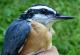 Thumbnail - MG2-2600-16752-Sitta_canadensis_AOU_7_52-3690.jpg