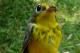 Thumbnail - MG2-2600-16777-Cardellina_canadensis_AOU_7_52-2335.jpg
