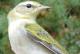 Thumbnail - MG2-2630-68660-Oreothlypis_peregrina_AOU_7_52-2753.jpg