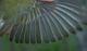 Thumbnail - MG2-2630-69155-Oreothlypis_peregrina_AOU_7_52-2745.jpg