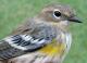 Thumbnail - MG2-2640-14824-Setophaga_coronata_AOU_7_52-2558.jpg