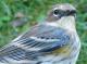 Thumbnail - MG2-2640-14890-Setophaga_coronata_AOU_7_52-2564.jpg