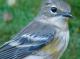 Thumbnail - MG2-2640-14995-Setophaga_coronata_AOU_7_52-2567.jpg