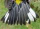 Thumbnail - MG2-2640-15171-Setophaga_coronata_AOU_7_52-2560.jpg