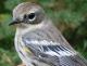 Thumbnail - MG2-2640-15171-Setophaga_coronata_AOU_7_52-2561.jpg