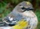 Thumbnail - MG2-2640-15414-Setophaga_coronata_AOU_7_52-2579.jpg