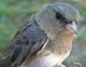 Thumbnail - MG2-2640-15701-Junco_hyemalis_AOU_7_52-1914.jpg