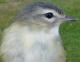 Thumbnail - MG2-2640-18636-Vireo_gilvus_AOU_7_52-3645.jpg