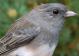 Thumbnail - MG2-2650-15254-Junco_hyemalis_AOU_7_52-1903.jpg