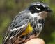 Thumbnail - MG2-2650-25946-Setophaga_coronata_AOU_7_52-2534.jpg