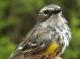 Thumbnail - MG2-2650-41153-Setophaga_coronata_AOU_7_52-2543.jpg