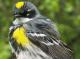 Thumbnail - MG2-2650-41306-Setophaga_coronata_AOU_7_52-2540.jpg