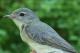 Thumbnail - MG2-2650-41394-Vireo_gilvus_AOU_7_52-3657.jpg