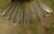 Thumbnail - MG2-2650-41955-Oreothlypis_celata_AOU_7_52-2665.jpg