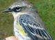 Thumbnail - MG2-2650-41972-Setophaga_coronata_AOU_7_52-2576.jpg