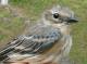 Thumbnail - MG2-2650-41975-Setophaga_coronata_AOU_7_52-2570.jpg