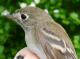 Thumbnail - MG2-2650-43172-Empidonax_minimus_AOU_7_52-3550.jpg