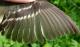 Thumbnail - MG2-2650-43173-Empidonax_flaviventris_AOU_7_52-3527.jpg