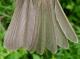 Thumbnail - MG2-2650-43173-Empidonax_flaviventris_AOU_7_52-3528.jpg