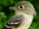 Thumbnail - MG2-2650-43173-Empidonax_flaviventris_AOU_7_52-3529.jpg