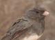 Thumbnail - MG2-2650-45044-Junco_hyemalis_AOU_7_52-1923.jpg