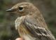 Thumbnail - MG2-2690-79323-Setophaga_coronata_AOU_7_52-2552.jpg