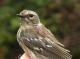 Thumbnail - MG2-2690-79359-Setophaga_coronata_AOU_7_52-2555.jpg